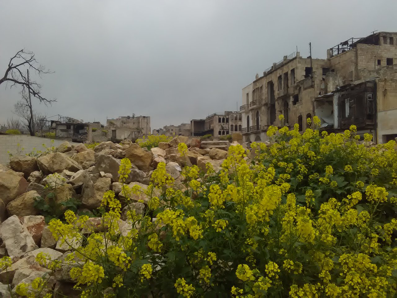 Éledő remény a romos házak között Aleppóban Fotó: Sümeghy Gyula